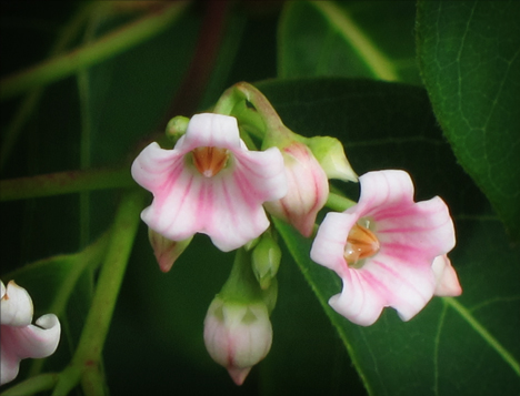 Adirondack Wildflowers:  Spreading Dogbane near the VIC building